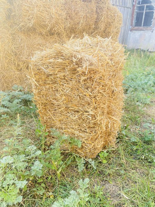 Продам тюки соломи з ячменю