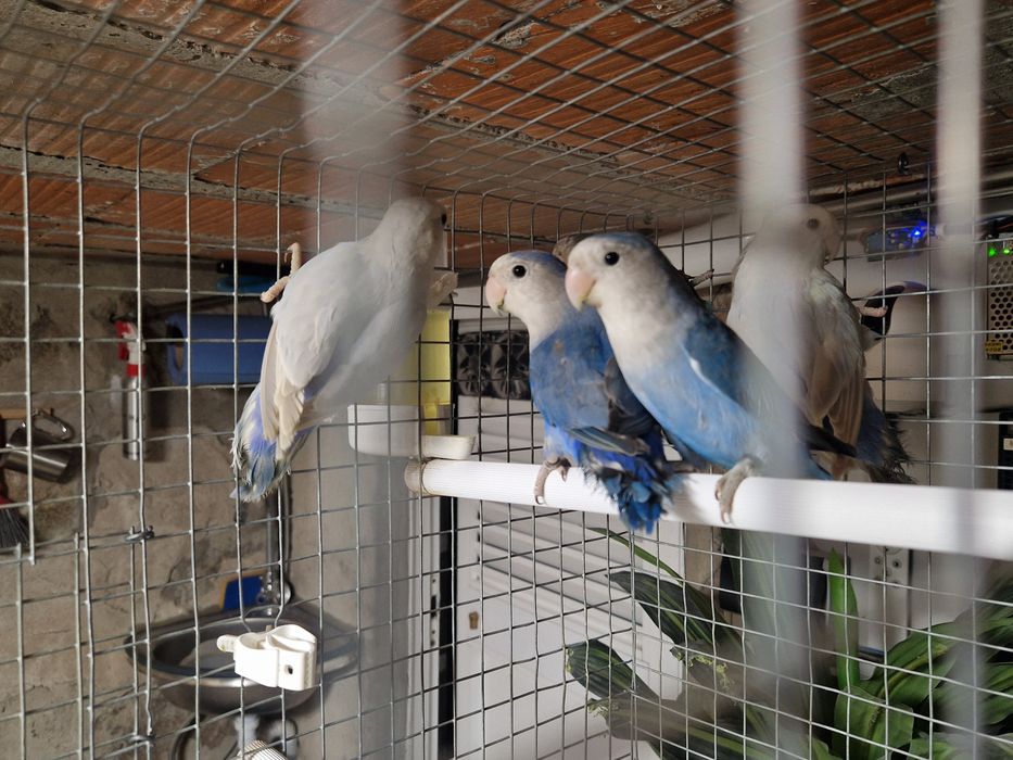 Agapornis Roseicollis longfeather  palidos e portadores