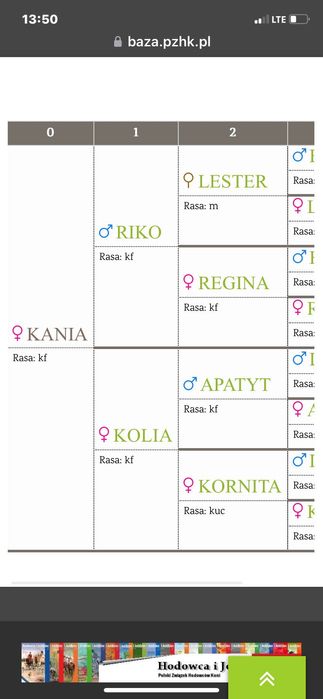 Klacz kuc feliński tarant
