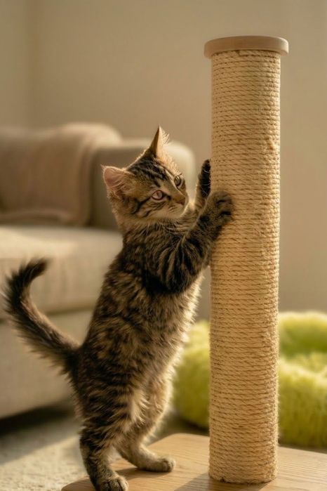 Дуже гарний кошеня-муркотунчик шукає родину.
