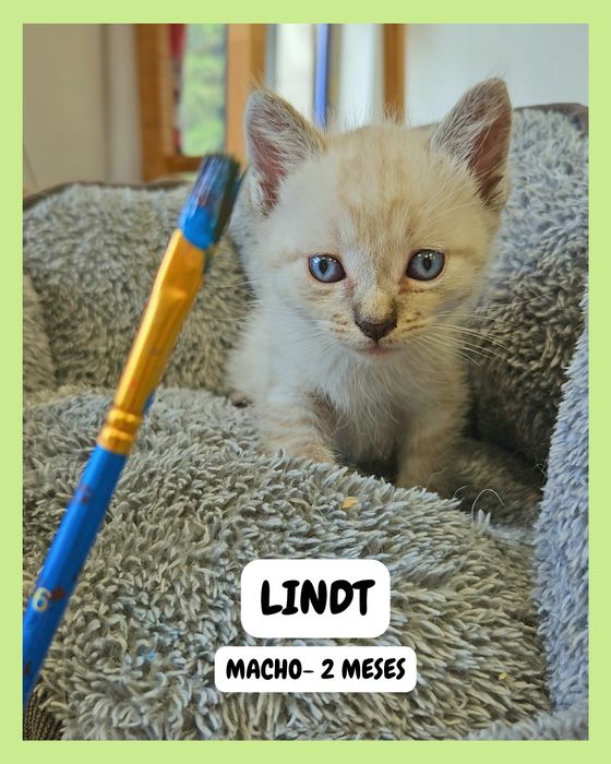 Gatinhos para adoção