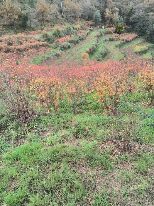 Quinta Rústica à Venda - 1 hectare de terreno. 

Descrição:  
Vende