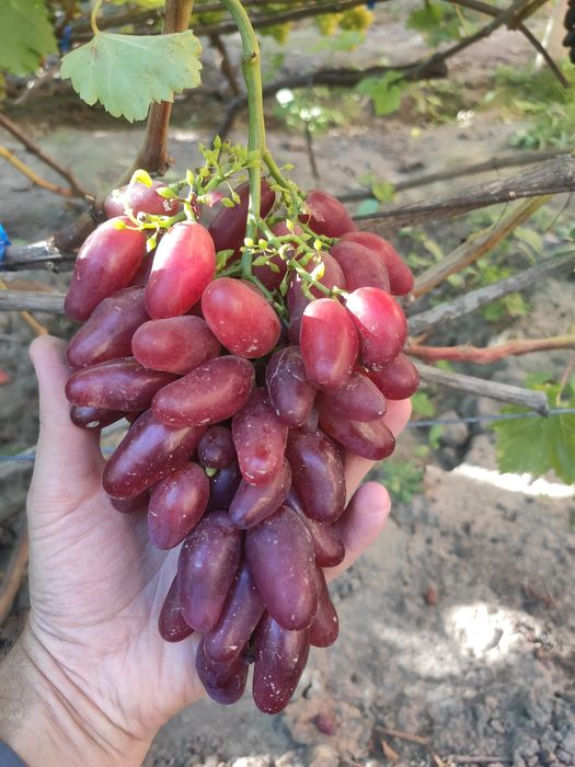 Саджанці винограду