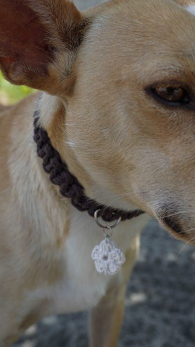 Coleiras em macrame para cães e gatos
