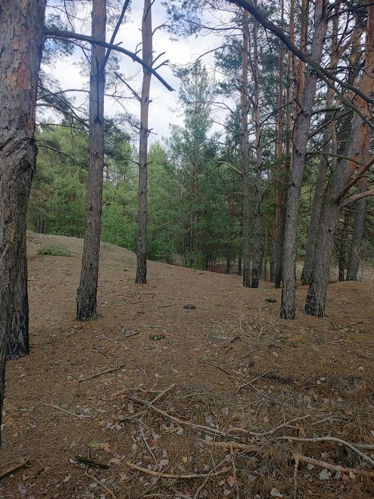 Продам 3,5 ГА в Рожнах, забудова, ліс.