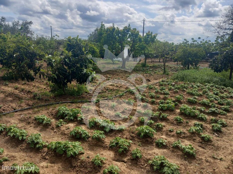 Terreno Rústico - Serpa - 3250m2