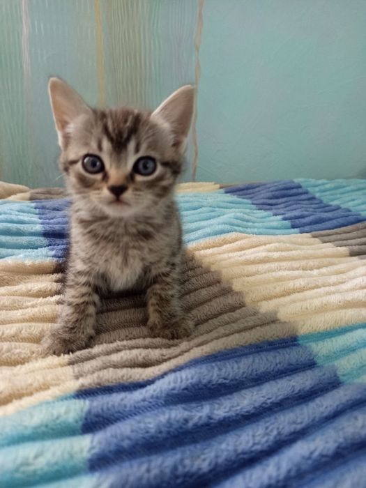Подарую кошенят