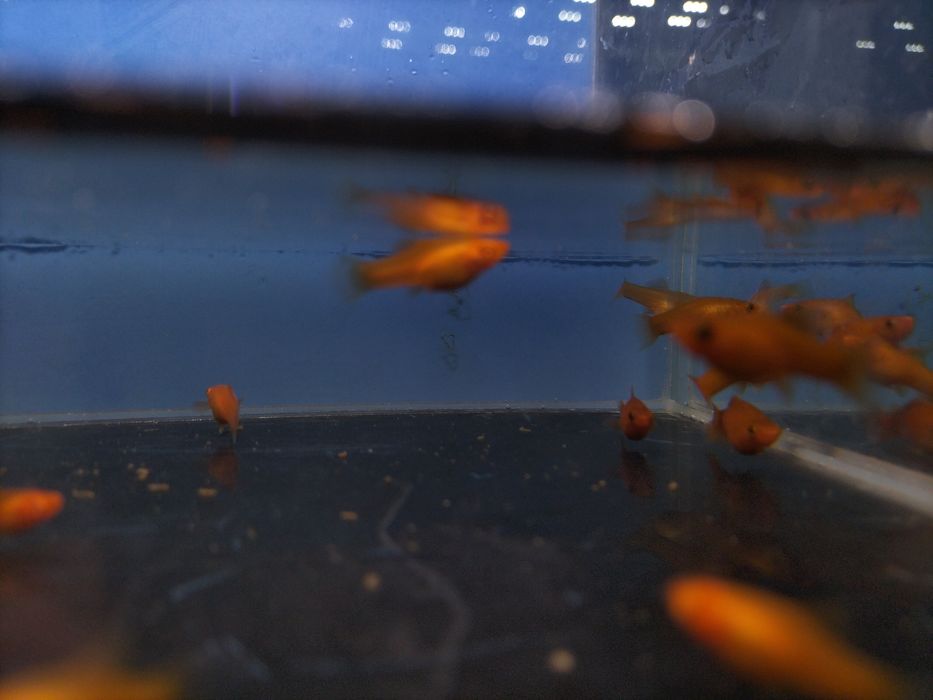 Młode narybek mieczyki pakiet ok 25szt