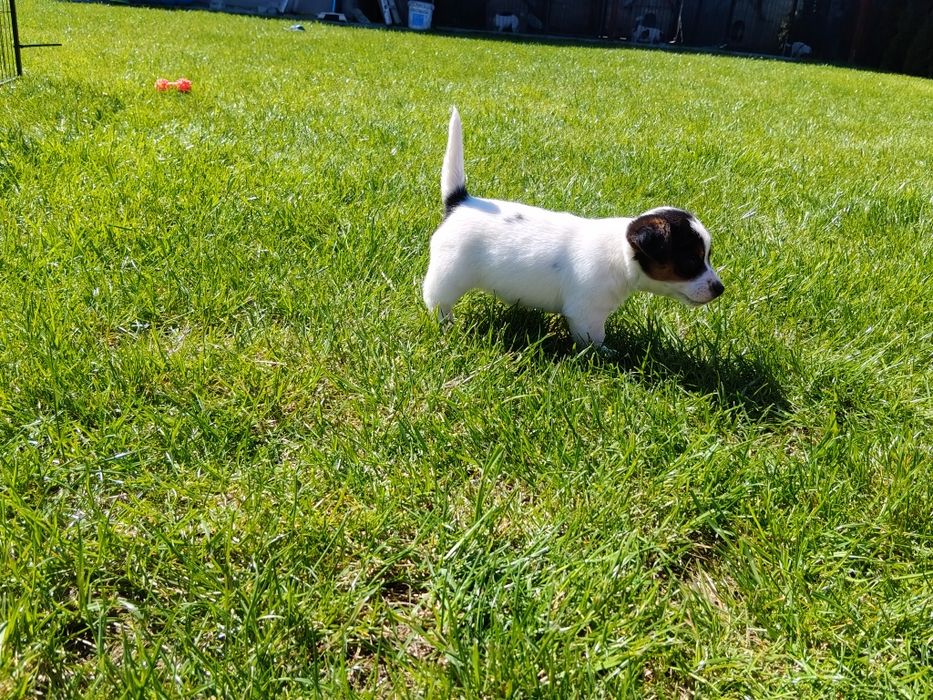 Szczeniak piesek Jack Russell Terrier