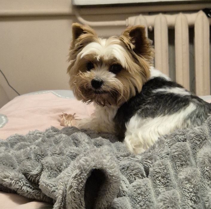 Дівчинка бівер Йорка. Тільки в найкращі руки. Йорк.