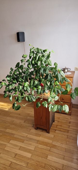 Chińska róża 8 lat hodowli