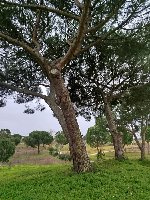 Vendo terreno rústico