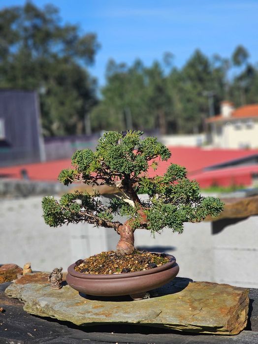 Bonsai juniperus itoigawa