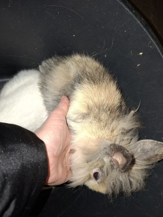 Kroliczki miniaturki Lwy !