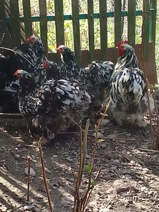 Продам ія від курей Кокехіни.