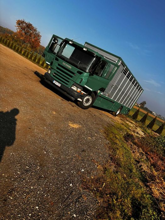 Scania do przewozu bydła