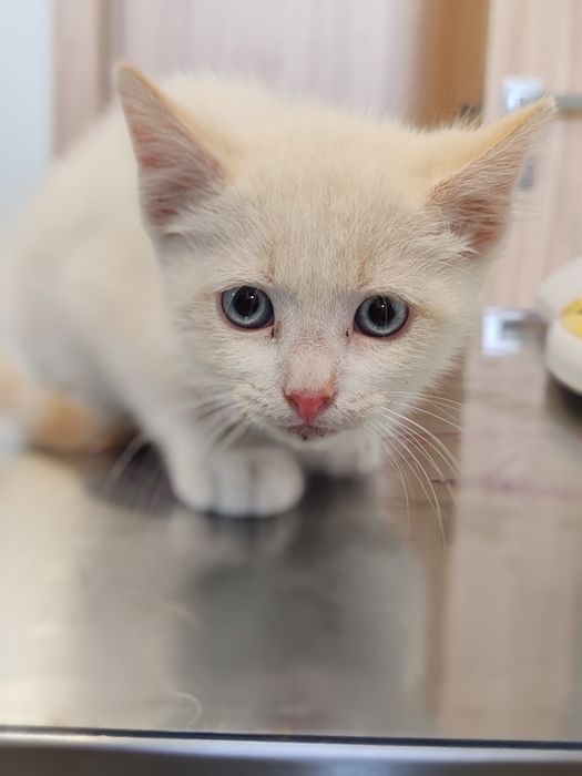Gatinho macho 2 meses e meio