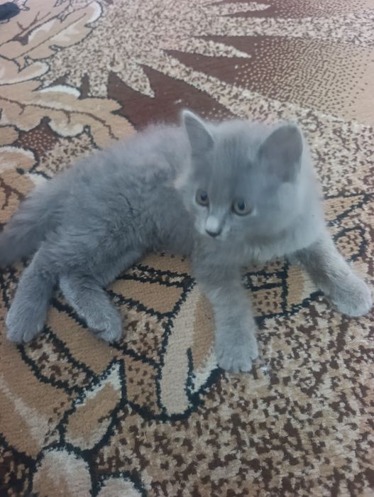 Британські кошенята короткочерстні