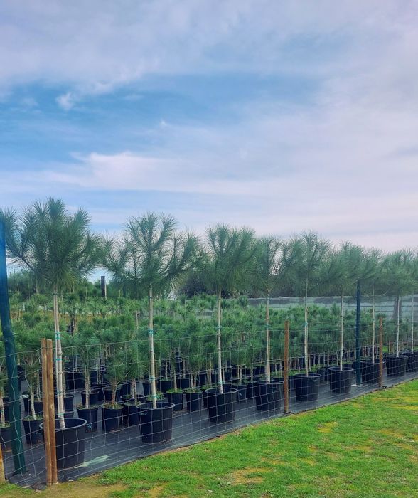 Lote 10 Pinheiros mansos 2.10/2.30..Entrega incluída