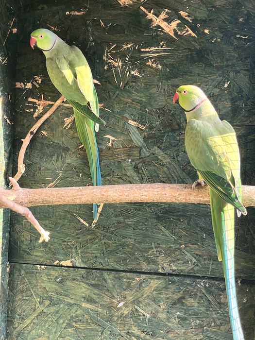 Aleksandretta obrożna