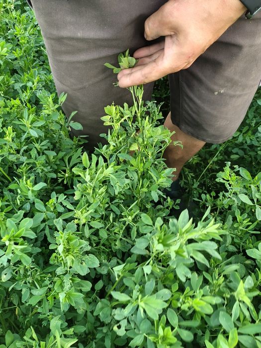 Lucerna z około 10 ha 120 bel