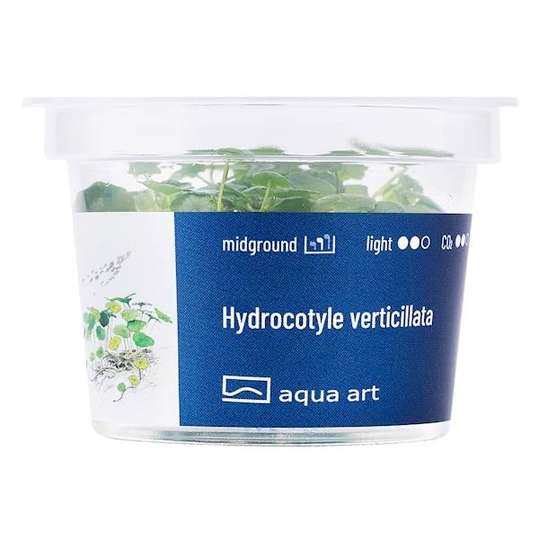 Hydrocotyle Verticillata invitro MASSON