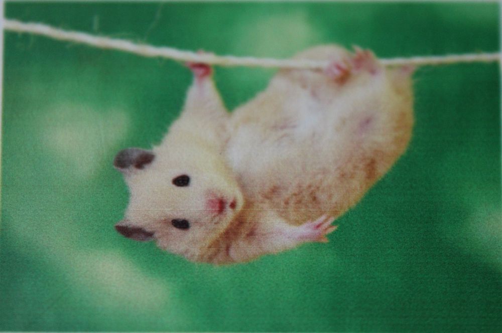 Haft diamentowy 30x40 obraz na ramie chomik