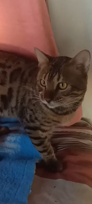 Продам шикарного бенгальского котика  підлітка