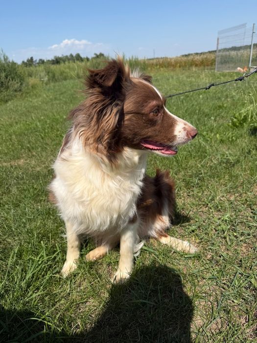Border collie suka