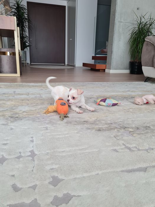 Excelente mini menino Chihuahua/Chiuaua Linhagem Russa de Qualidade