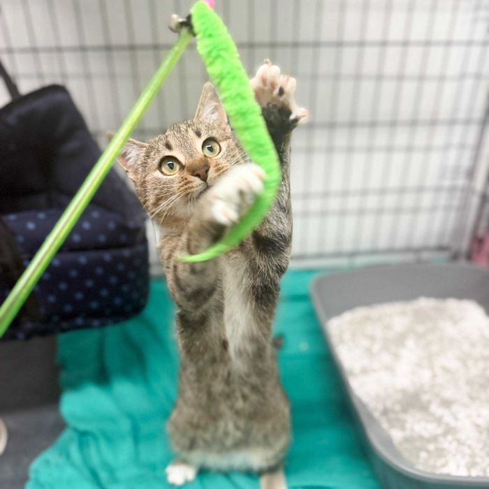 Młodziutka Złociutka szuka domu