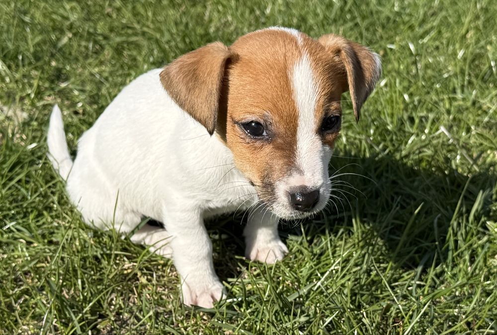 Jack Russel Terier piesek