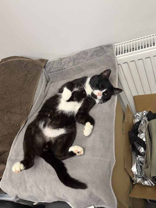 Krecik szuka domu -Kotek do adopcji