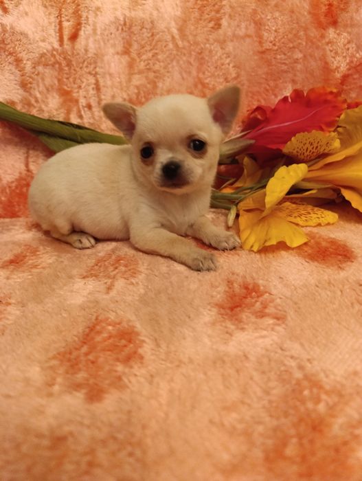 Пропонується гарненька дівчинка