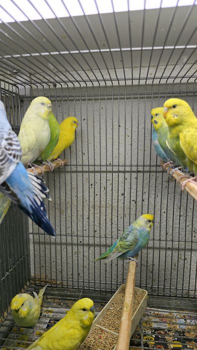 Periquitos de diferentes mutações