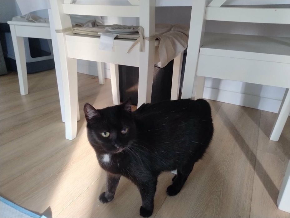 Kotka do adopcji