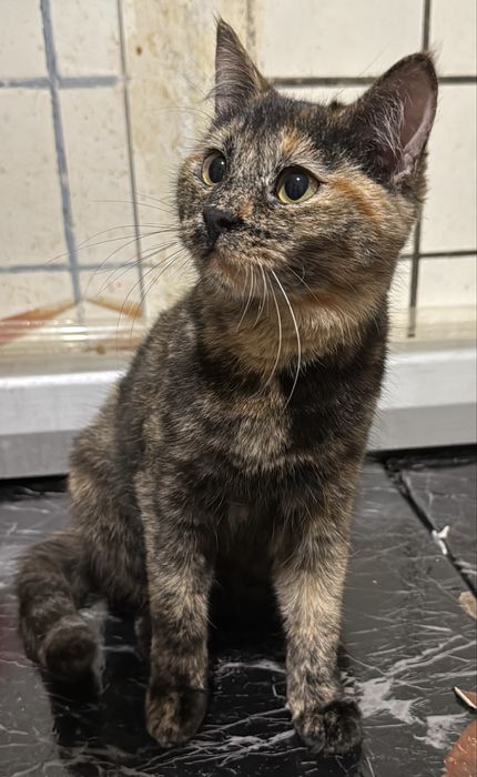 Котенок кошечка в хорошие руки