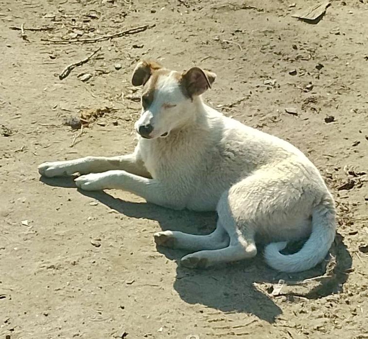 Шукаю люблячу родину. Стерилізовані дівчатка.