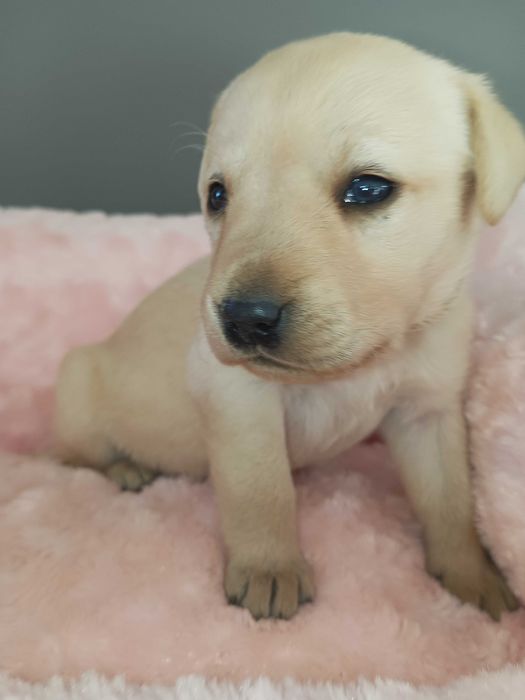 Labrador JUŻ SĄ rodzinno-domowy, badania, RTG, genetyka -ZAPOWIEDŹ mio