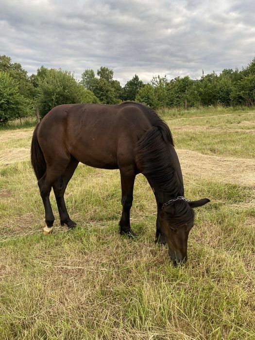 Продаються 2 кобили і 4 кози