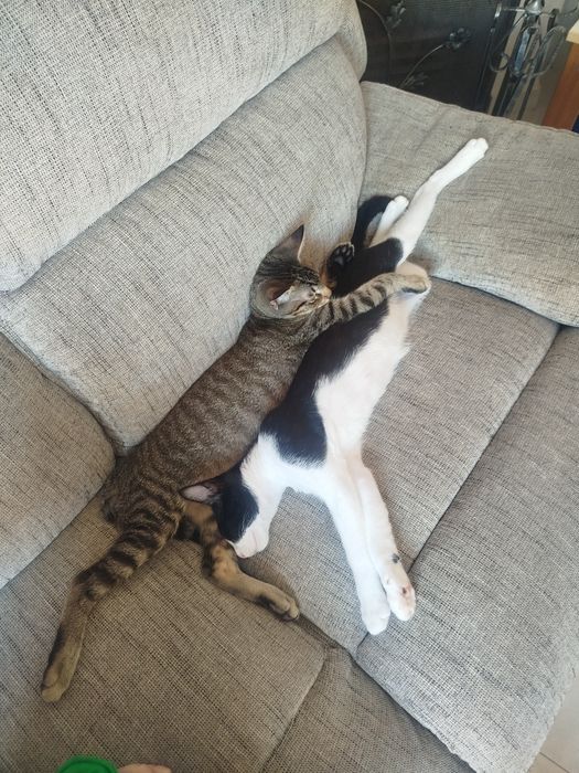 2 gatos irmãos machos