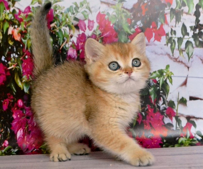 З росплiдника золотi шиншили