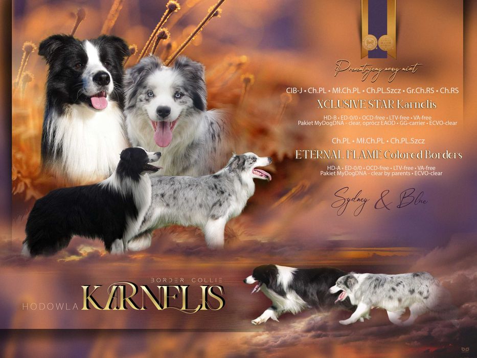 Border Collie - piesek ZKwP/FCI po Championach