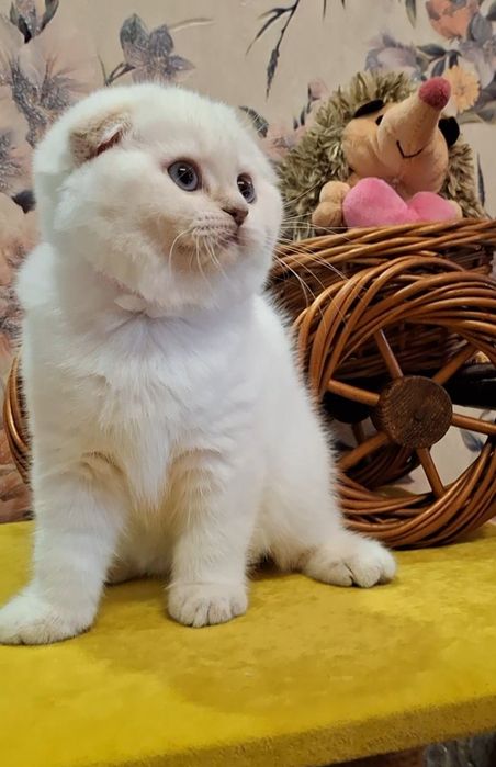 Ухоженные короткошерстные котята