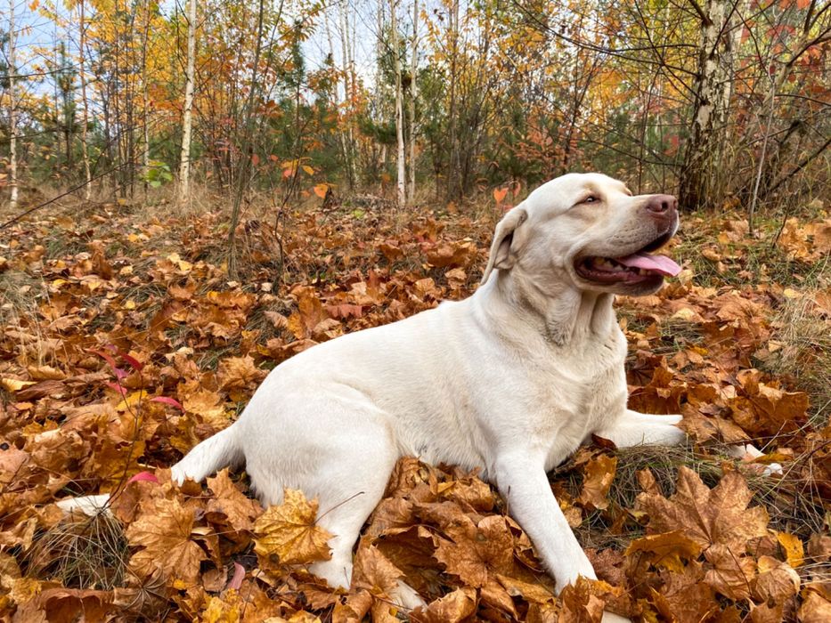 В‘язка лабрадора ретрівера