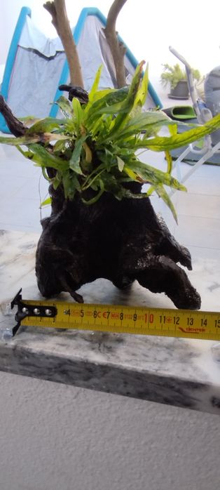Tronco com plantas