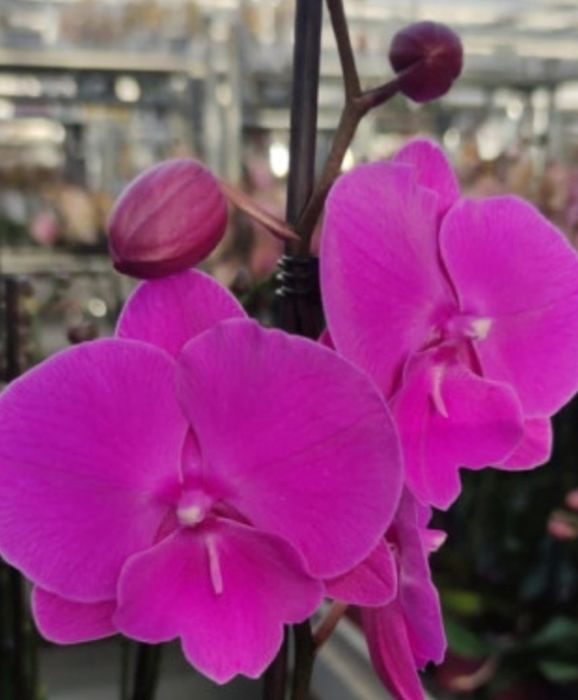 Фіолетовий біг ліп