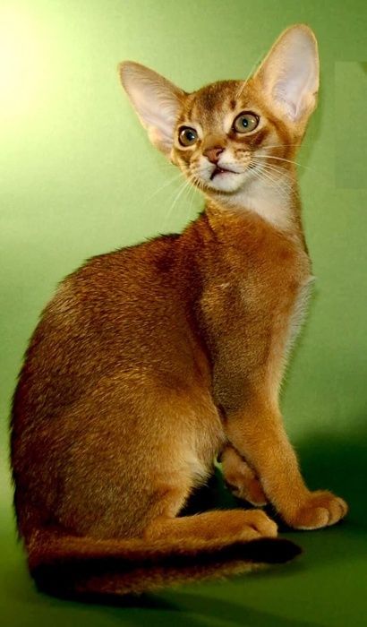 Абиссинский котенок с правом разведения