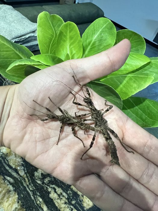 Straszyk Trachyaretaon sp. North Luzon