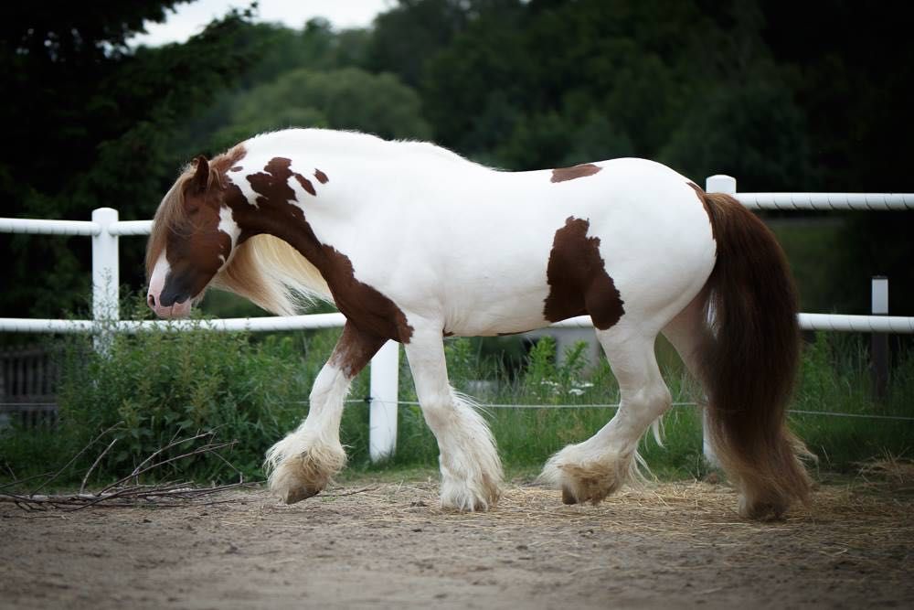 Likwidacja stada koni Gypsy Cob | nie tinker